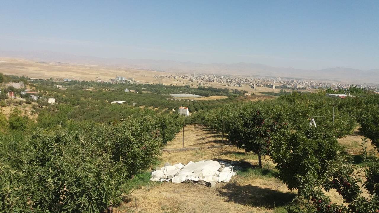 خودنمایی سیب بر روی درختان شهرستان اهر به روایت تصاویر