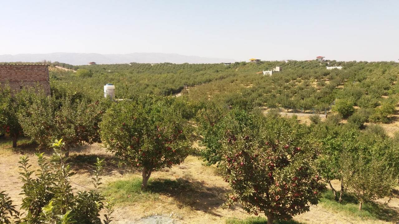 خودنمایی سیب بر روی درختان شهرستان اهر به روایت تصاویر