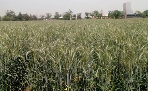 تریتیکاله