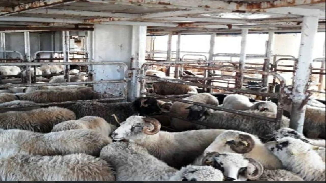 صادرات ۴۰۰ هزار راس دام زنده به خارج از کشور