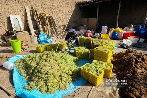 تصاویر دیدنی شهر جهانی انگور که در ایران است
