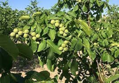 گردو خوراکی گران ایرانی ها که تولید آن فراوان است!/روایت توقف کالای جهانی در این طرف مرز ها