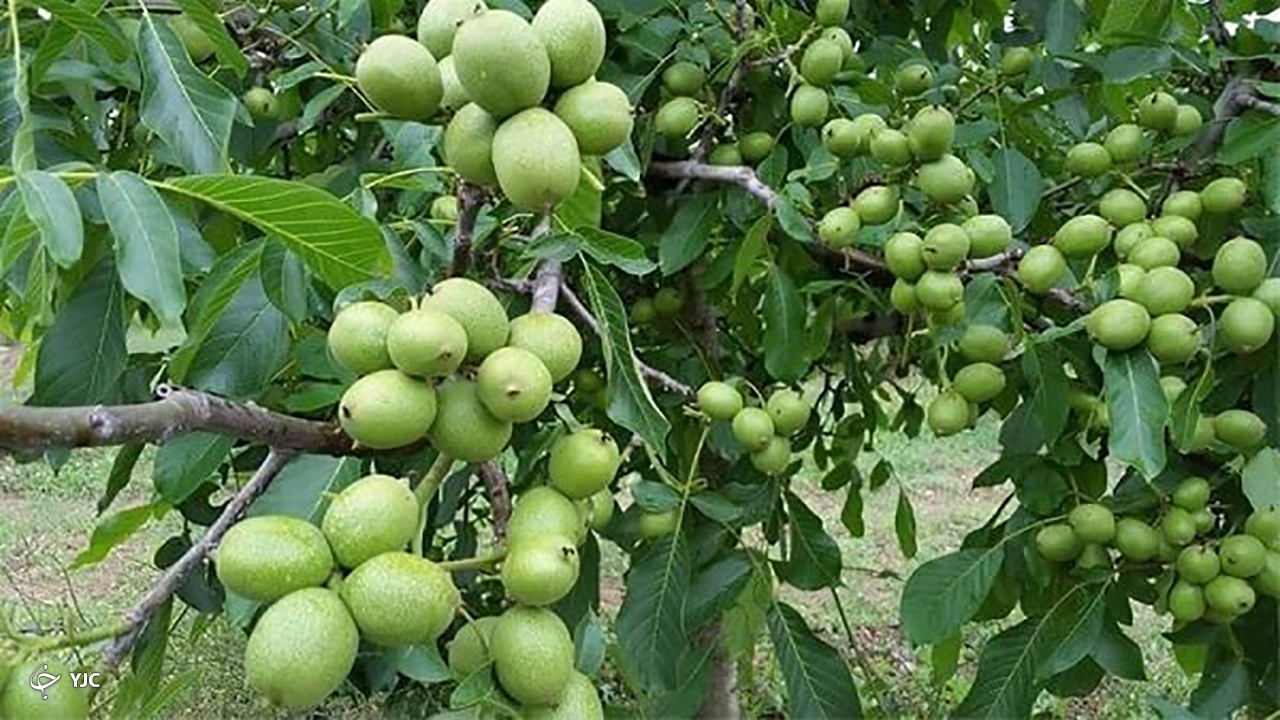 برداشت حدود ۱۲ هزار تن گردو در آذربایجان غربی