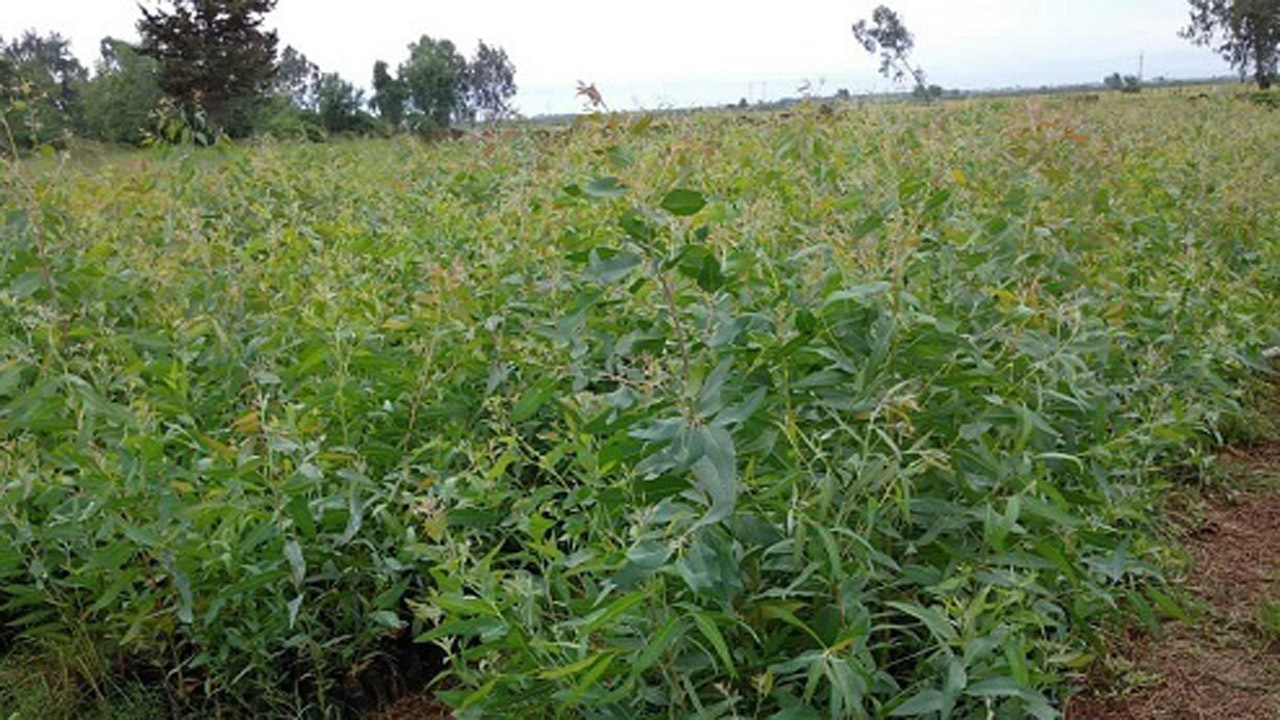 نهالستانی با انواع درختان جنگلی