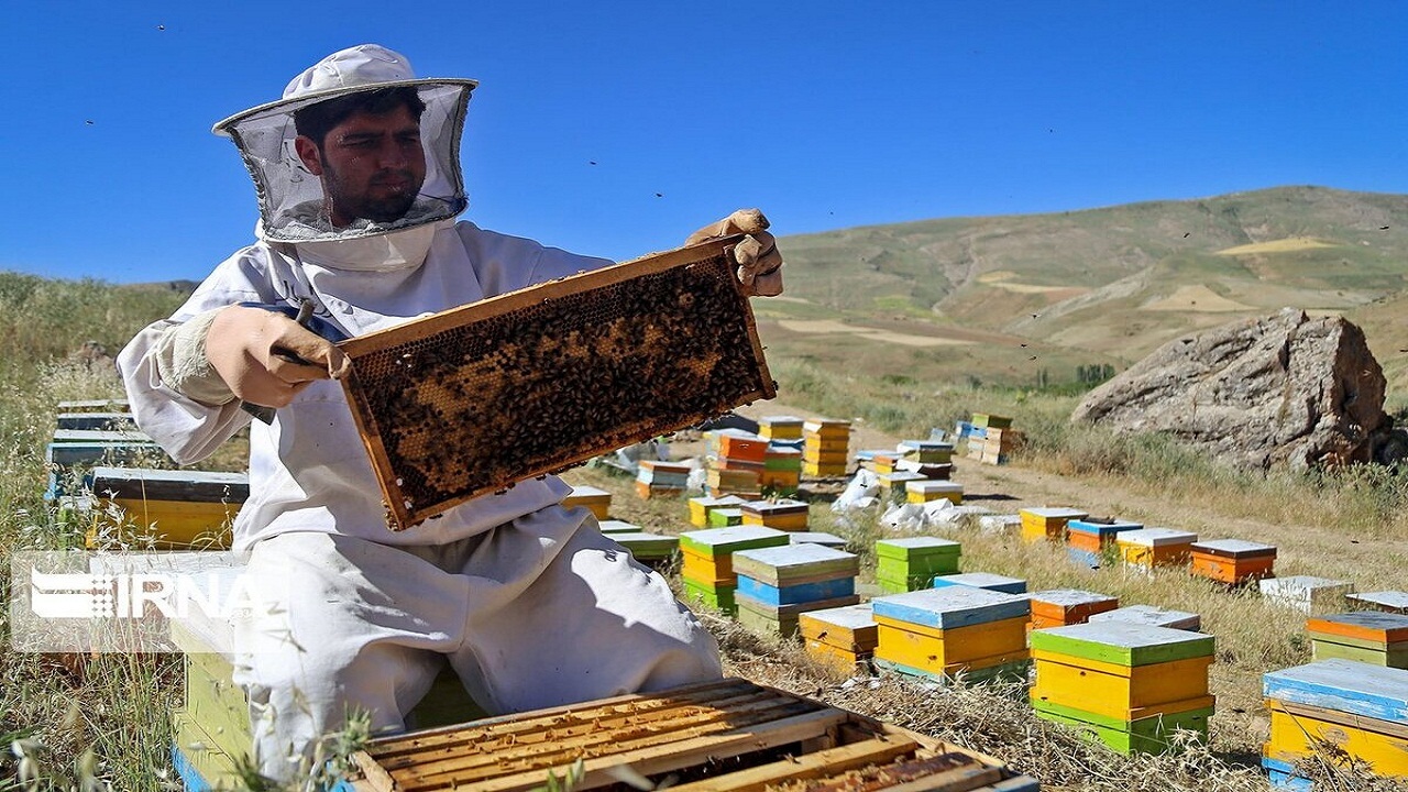 آغاز سرشماری زنبورستان‌ها در استان همدان