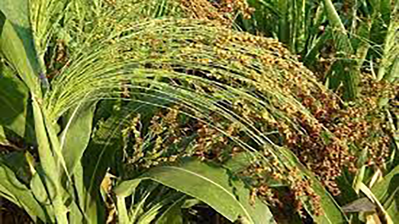 برداشت جارو از ۷ هکتار مزرعه در بردسیر