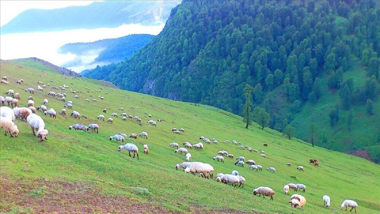 بیش از ۶۵ هزار هکتار از مراتع خلخال مورد استفاده عشایر است