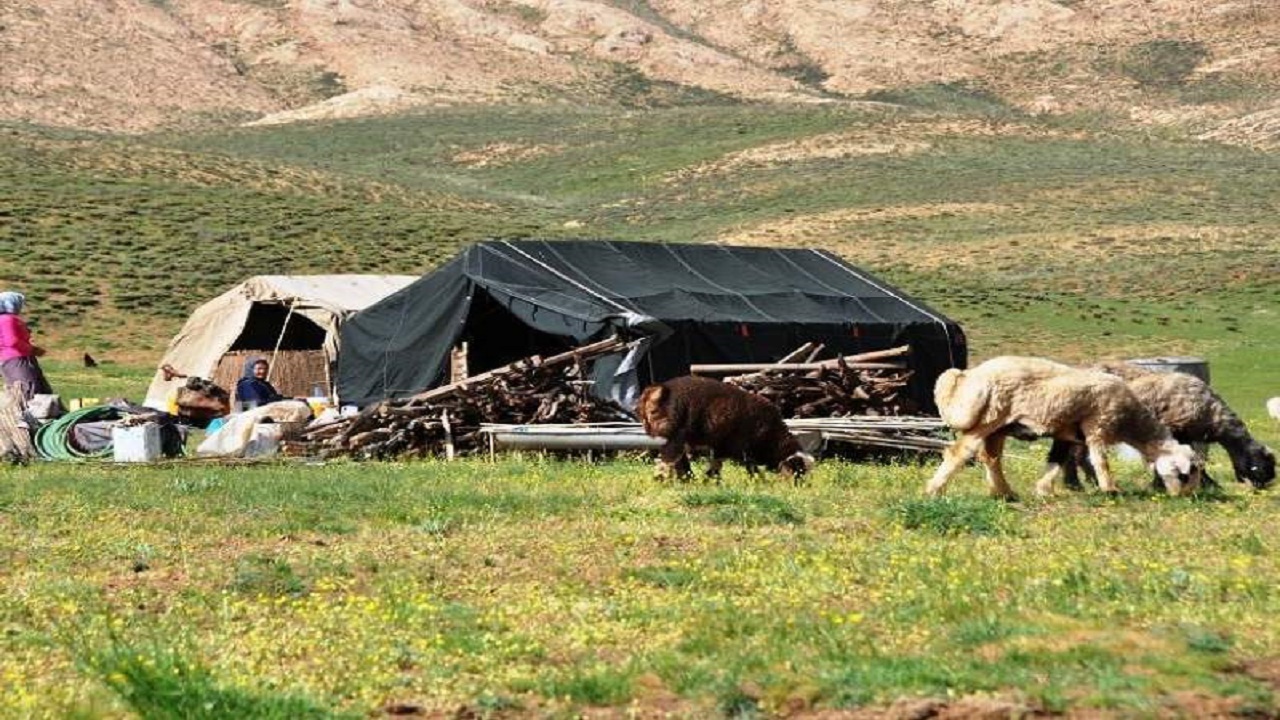 بیمه دام عشایر در کهگیلویه و بویراحمد اجباری شد
