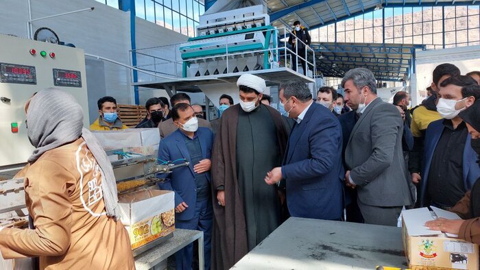 گلایه های باغداران شهر جهانی انگور از پایین بودن قیمت کشمش