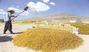 گلایه های باغداران شهر جهانی انگور از پایین بودن قیمت کشمش