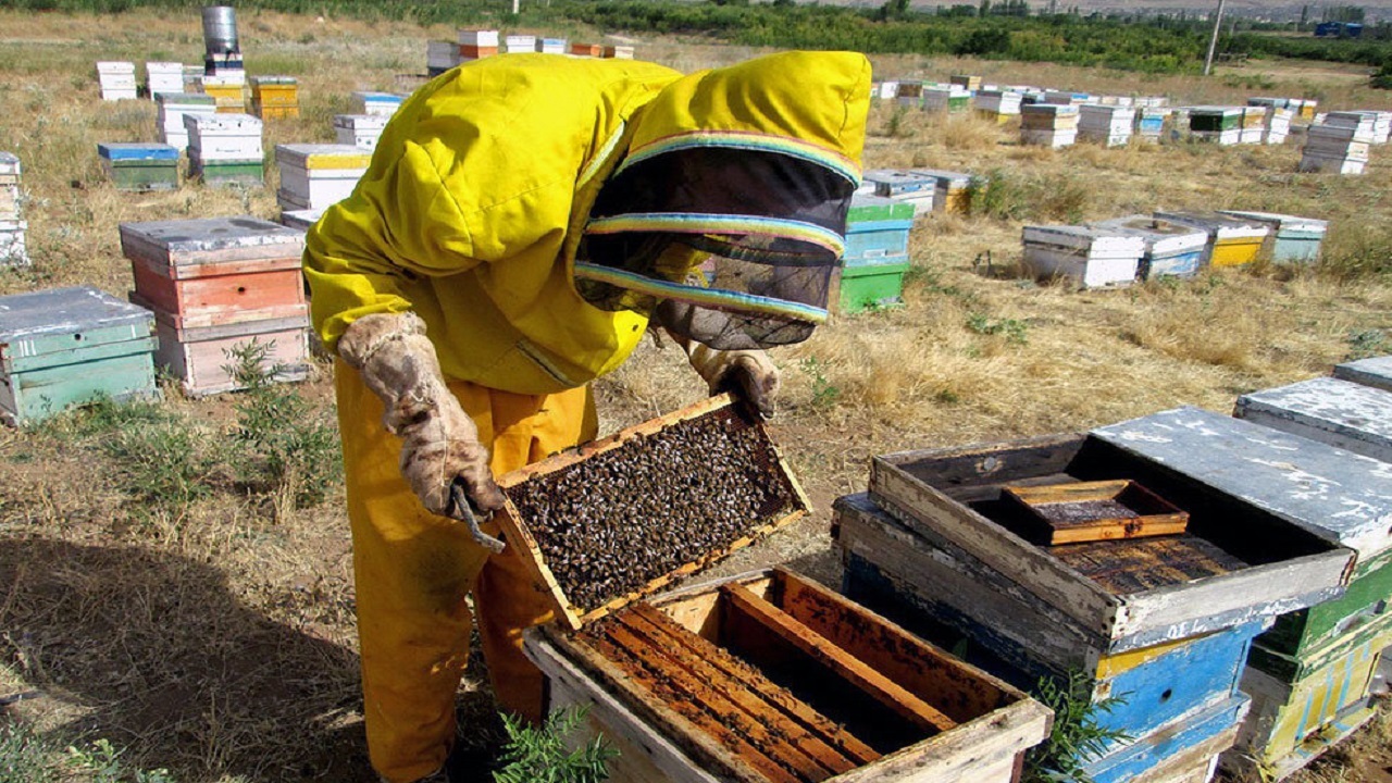جابجایی کندوهای زنبورعسل تا پایان مهر ممنوع است