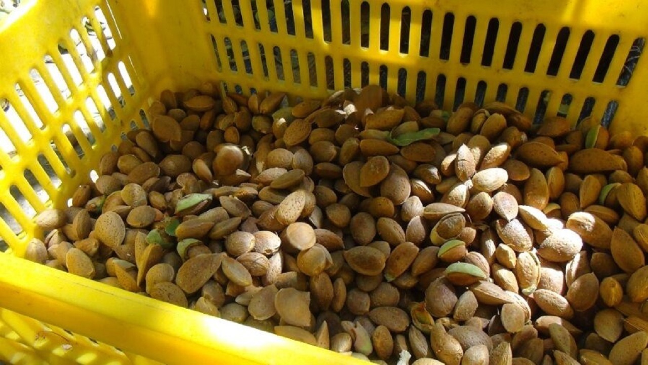 خشکبار گران قیمت چهارمحال و بختیاری که فله ای فروخته می شود