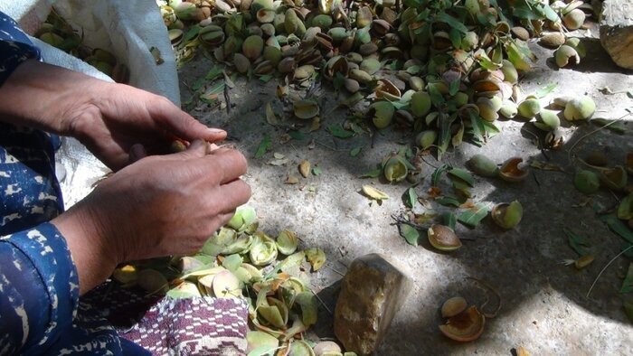 خشکبار گرانقیمت چهارمحال و بختیاری که فله ای فروخته می شود