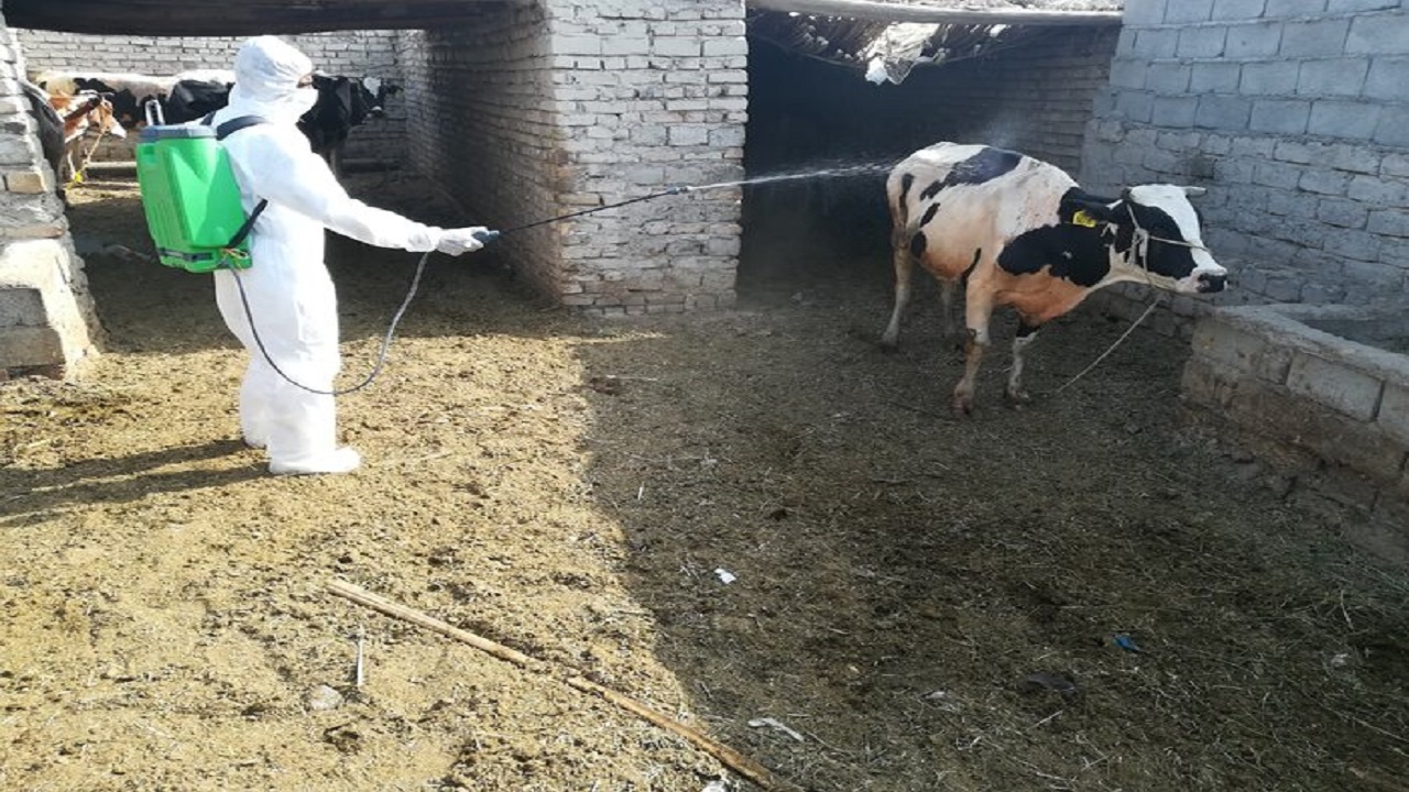 کنترل و شناسایی ۶ کانون تب کریمه کنگو در گیلان