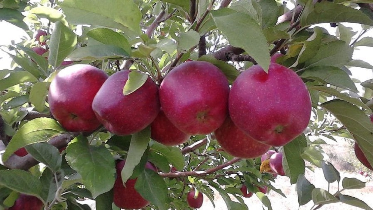 پر بار شدن سیب بر روی درختان روستای تکه + فیلم