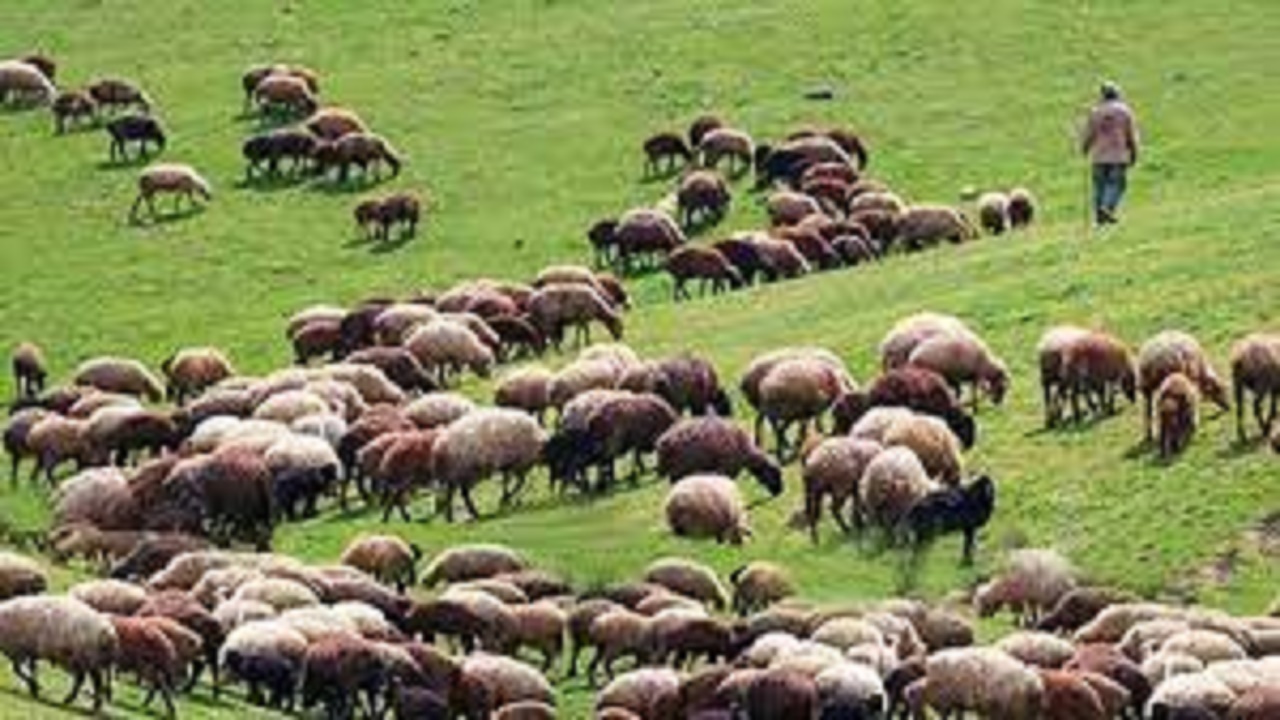 خرید تضمینی دامهای پرواری عشایر کهگیلویه و بویراحمد
