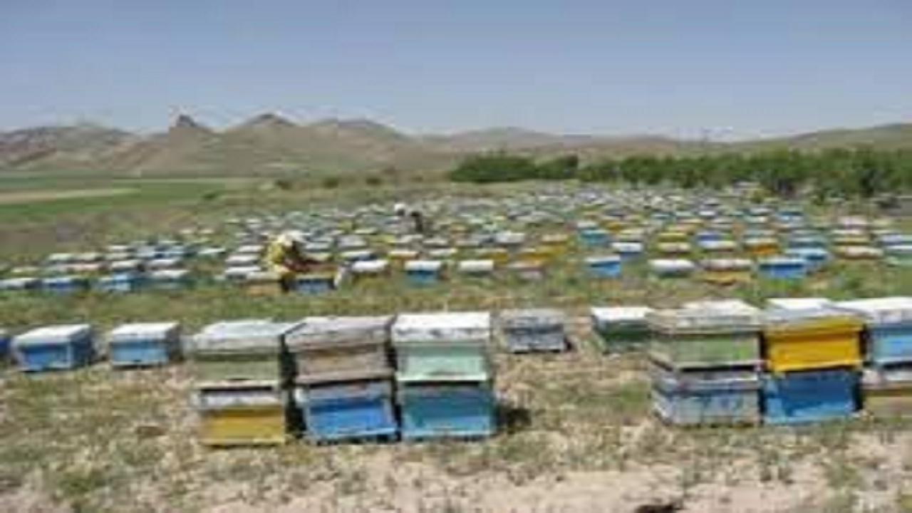 ممنوعیت انتقال و جابجایی کندو‌های عسل تا ۲۸ مهر ماه