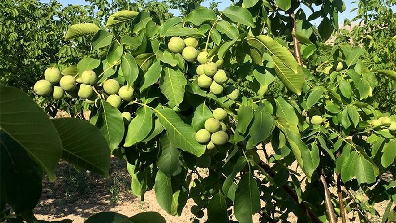 فیلمی از برداشت گردو در باغ‌های سرسبز روستای تکه