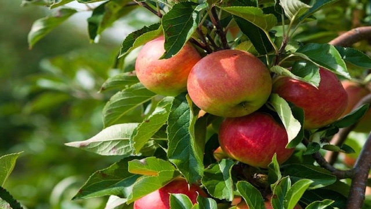 آغاز برداشت سیب درختی از باغات شهرستان بروجن