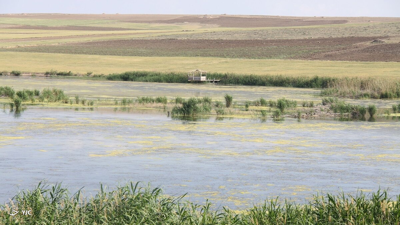 بخش‌هایی از تالاب کانی‌برازان مهاباد احیا شد