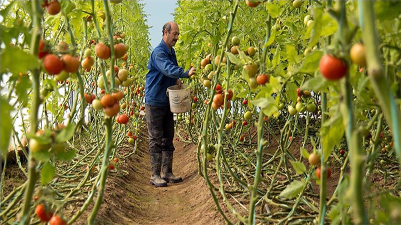 پرداخت تسهیلات به متقاضیان احداث گلخانه در فارس