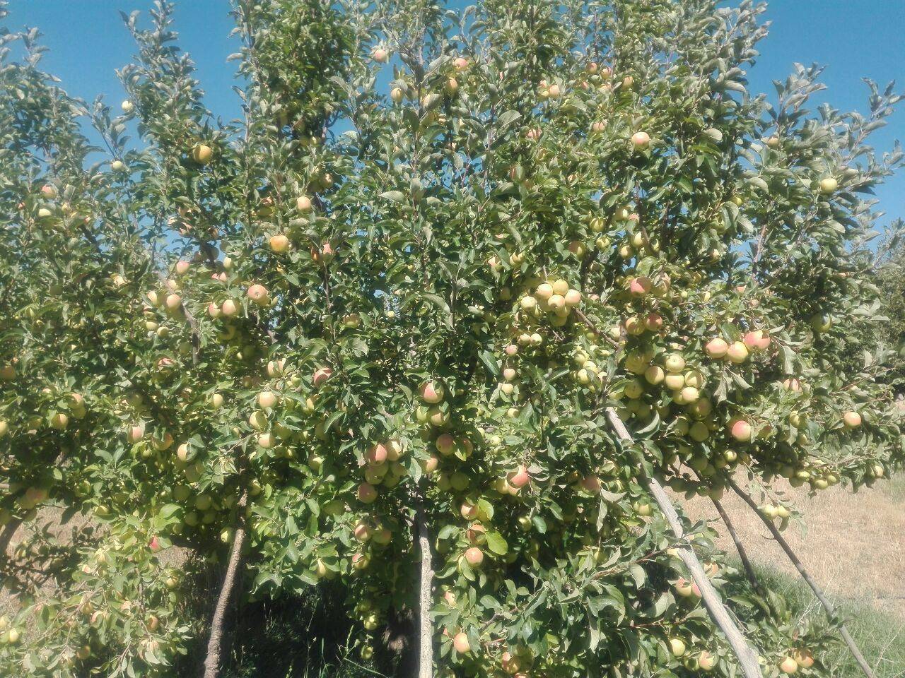 تصاویری از برداشت سیب در باغ&zwnj;های روستای نخود آباد