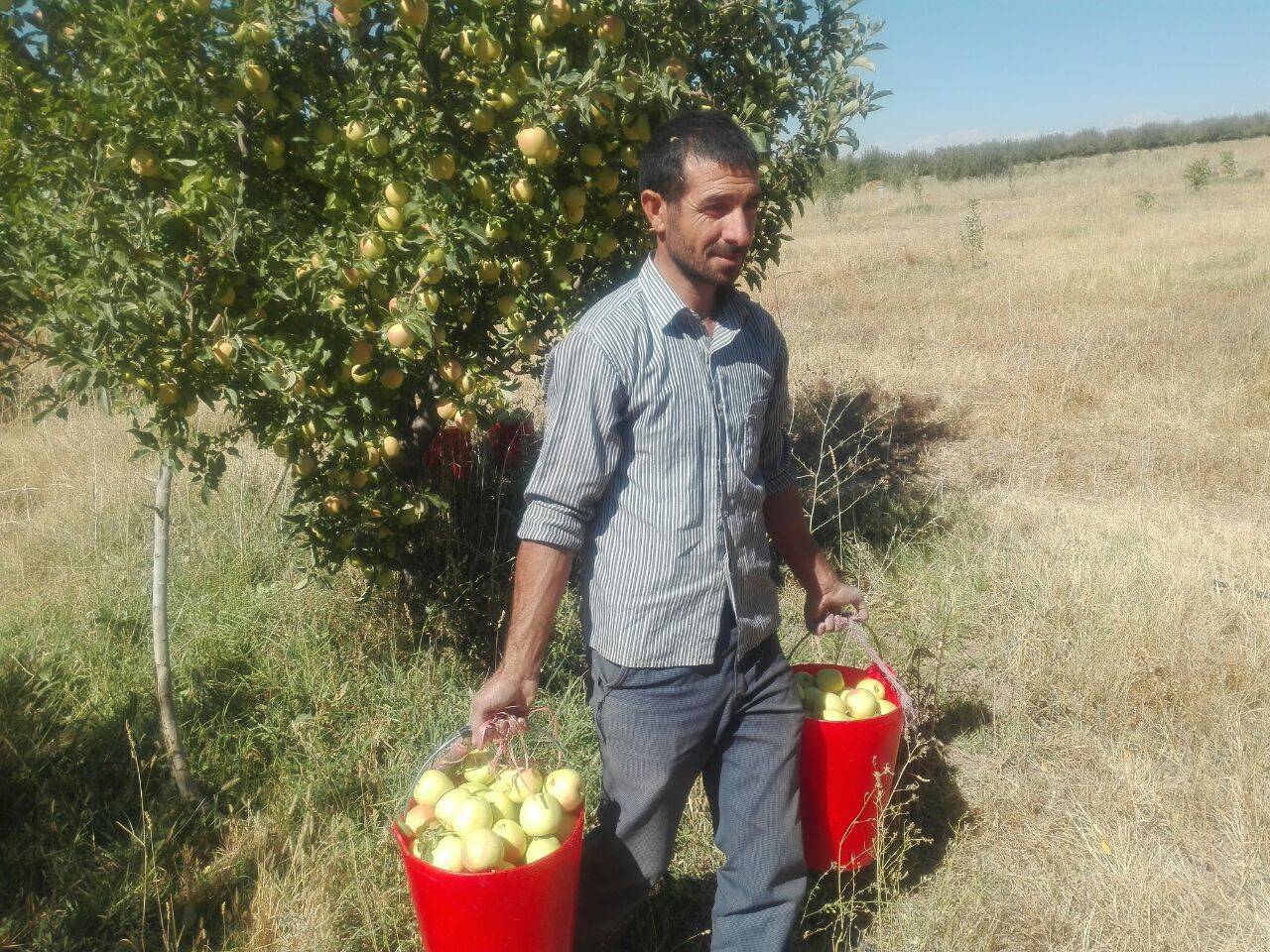 تصاویری از برداشت سیب در باغ&zwnj;های روستای نخود آباد