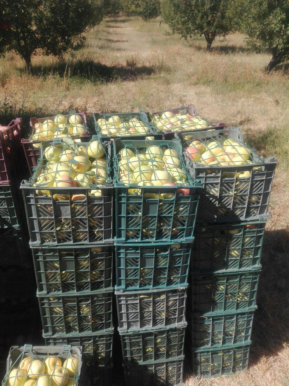 تصاویری از برداشت سیب در باغ&zwnj;های روستای نخود آباد