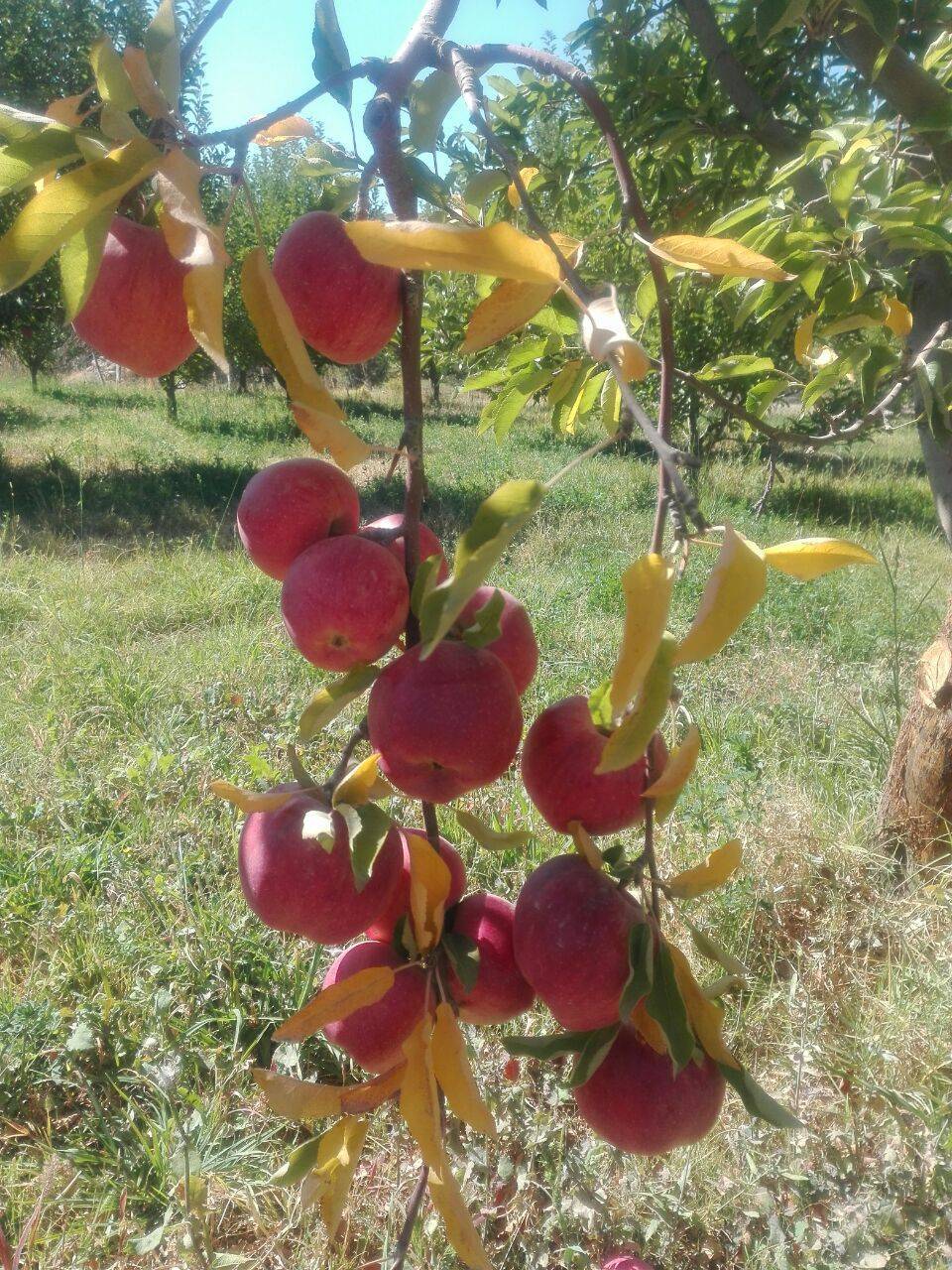 تصاویری از برداشت سیب در باغ&zwnj;های روستای نخود آباد