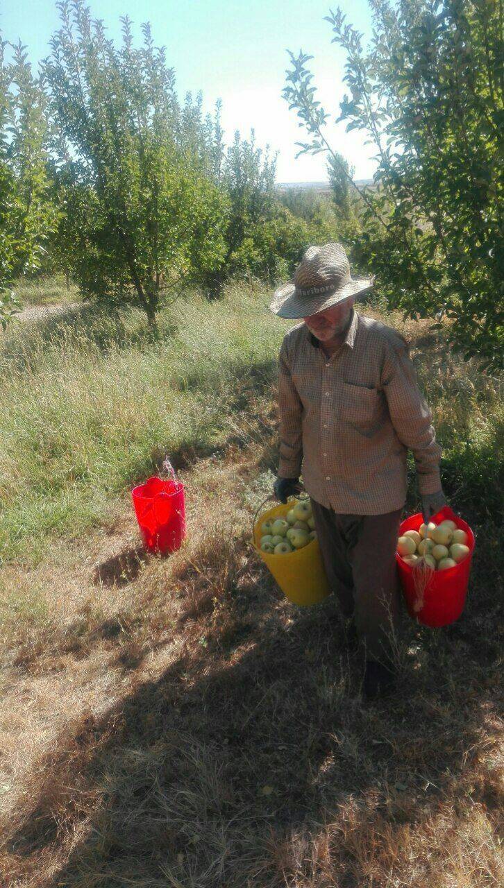 تصاویری از برداشت سیب در باغ&zwnj;های روستای نخود آباد