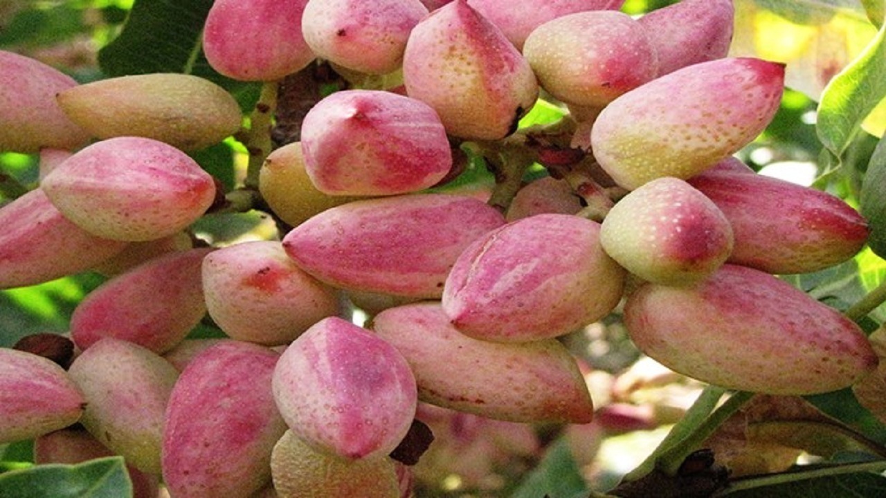 برداشت سالانه ۱۴۰۰ تن پسته در آذربایجان شرقی