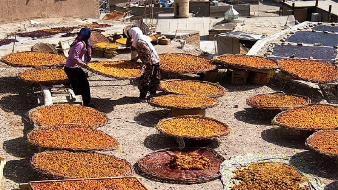 برگزاری جشنواره آلو در اسدآباد