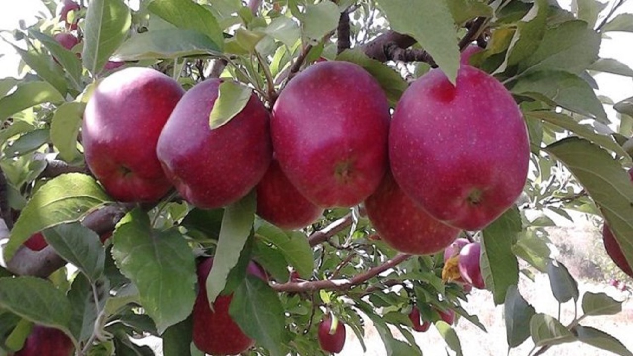 کاهش ۵۰ درصدی میزان برداشت سیب پاییزه در اصفهان