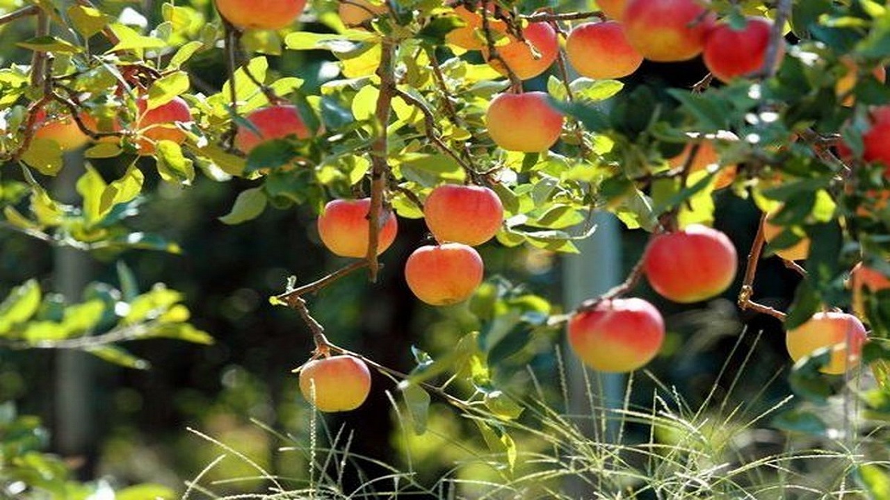 ایجاد صنایع تبدیلی برای محصولات باغی نیاز به سرمایه‌گذار دارد