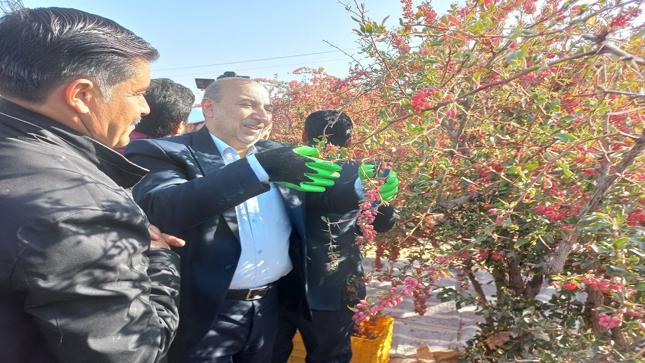 جشنواره ملی زرشک کلید خورد/ تأکید بر فرآوری یاقوت سرخ