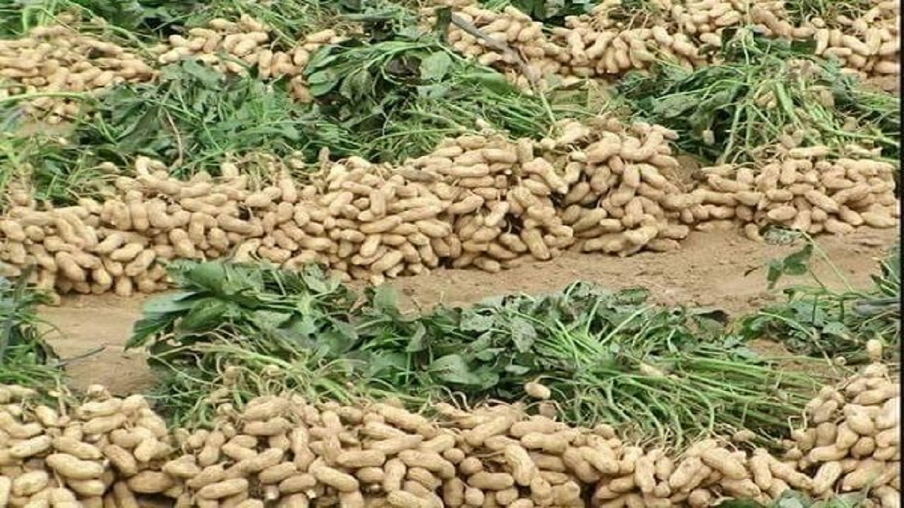 آغاز برداشت بادام زمینی از اراضی کشاورزی استان اردبیل