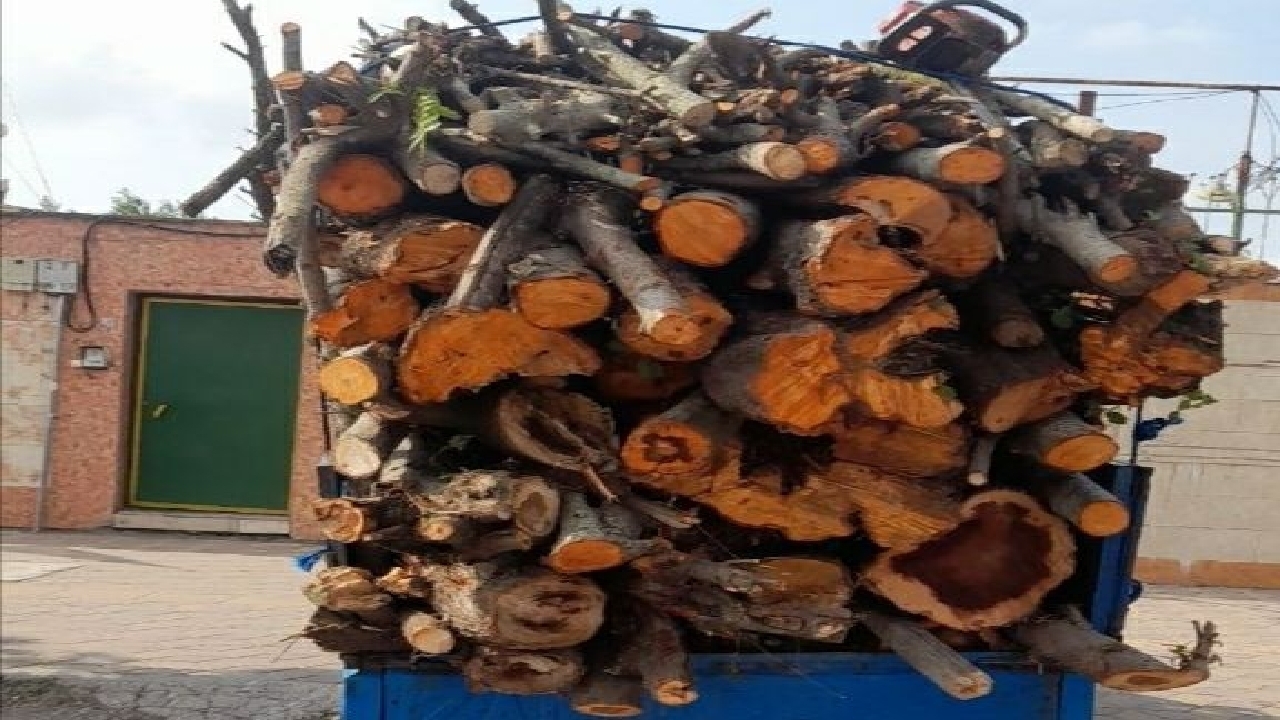 کشف ۵ تن چوب جنگلی قاچاق در خمام