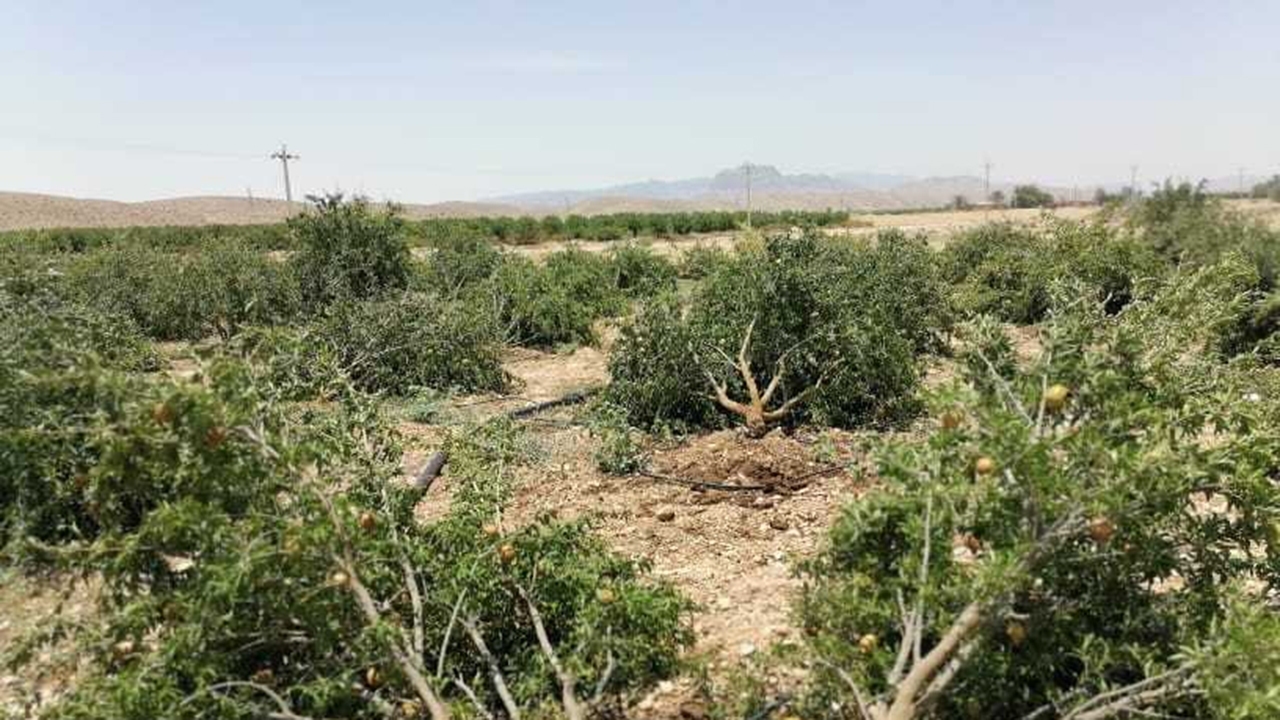 جبران خسارات کشاورزان به شرط حمایت مجتمع مس
