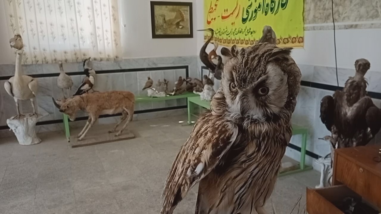 زیستگاه گونه‌های جانوری بی بهره از موزه حیات وحش+فیلم