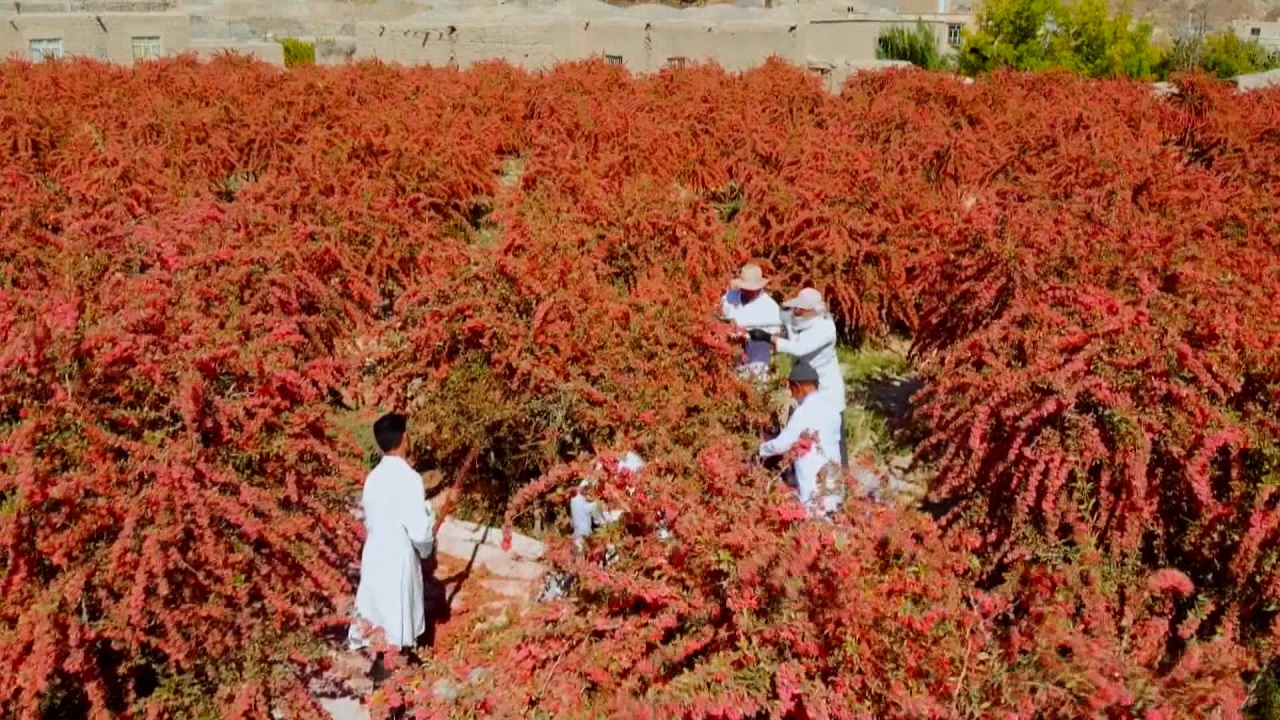 جشنواره ملی زرشک، سومین روزش را از هریوند آغاز کرد