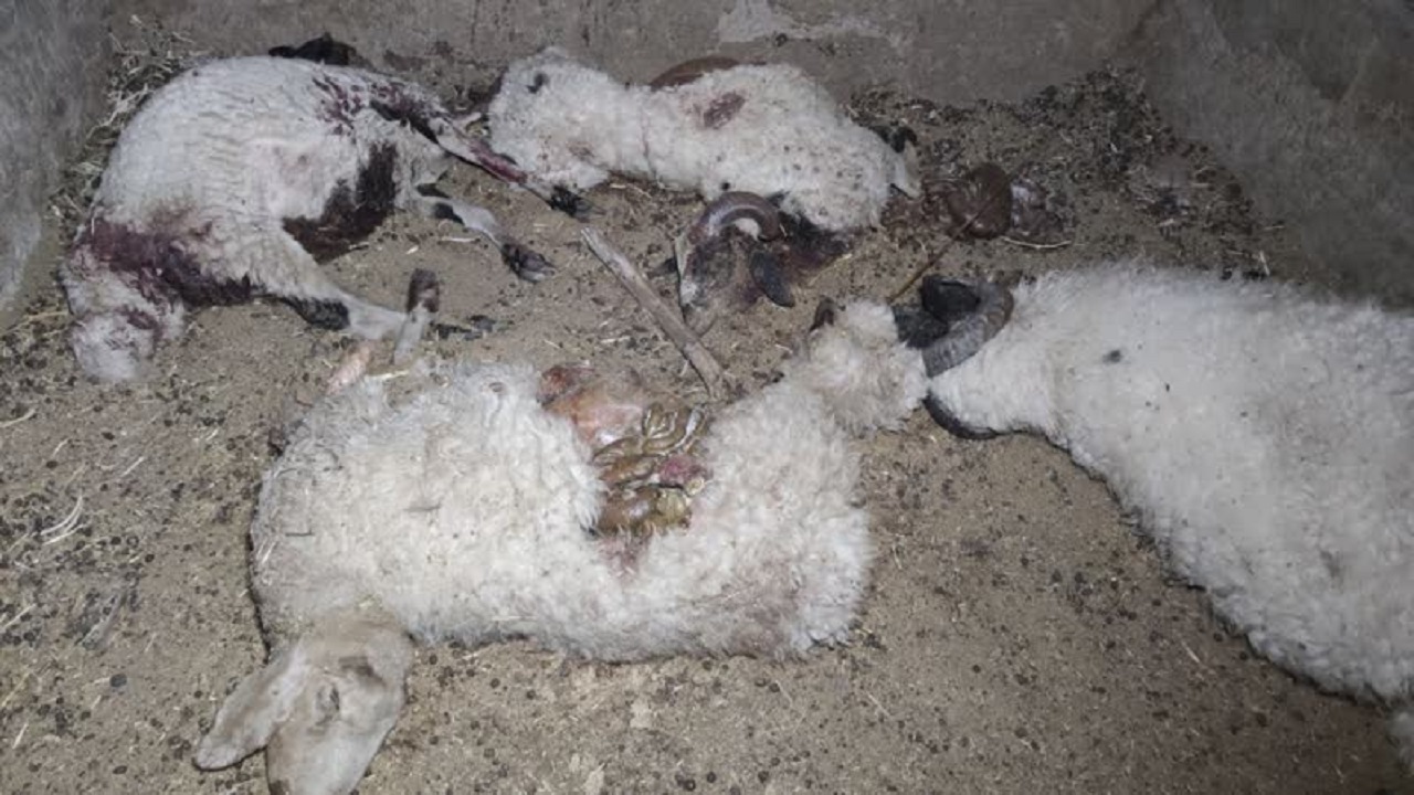 حیوانات وحشی گرسنه گوسفندان روستای جوزوییه بافق را دریدند