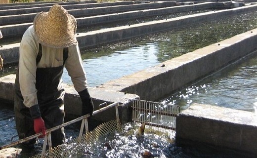 پرورش دهندگان ماهی