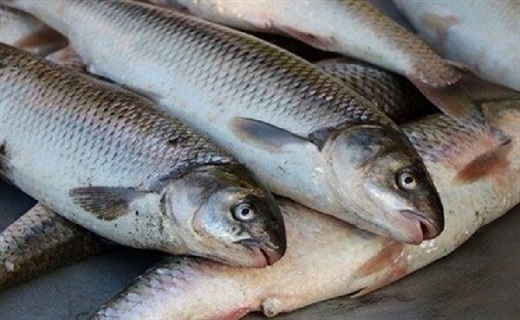ماهی پرورش دهید