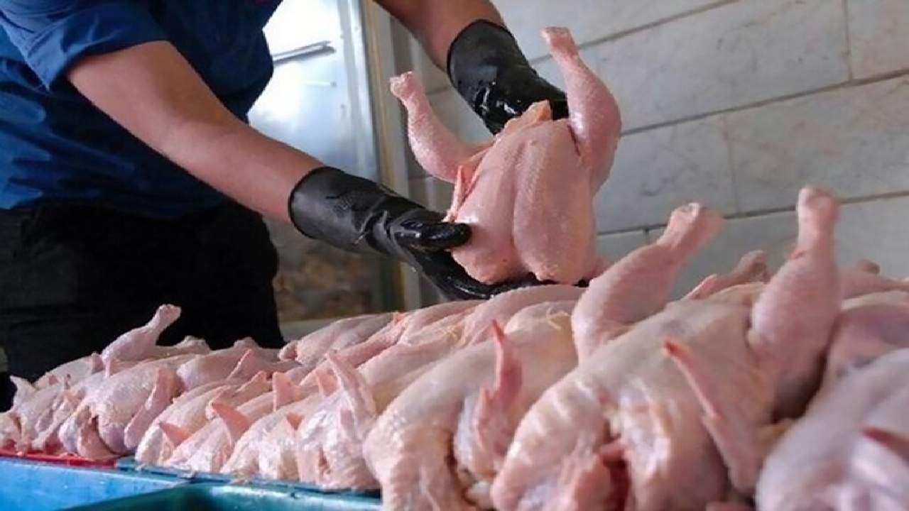 برگشت ثبات به بازار مرغ مشهد