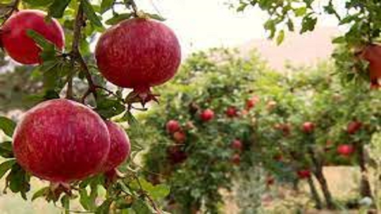 کاهش ۳۰ درصدی برداشت انار در بردسکن