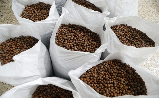 جشنواره شکرانه برداشت فندق در رودسر + تصاویر