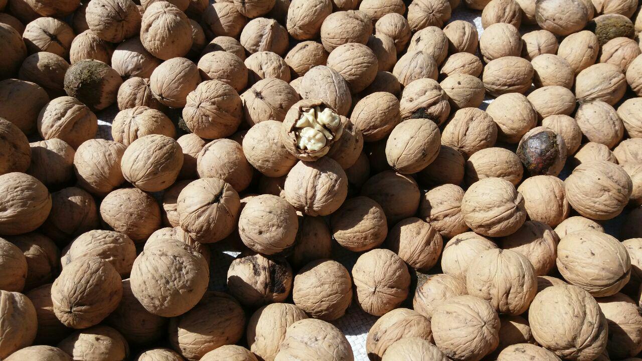 بازار پررونق گردو در گردنه امین الله بجنورد