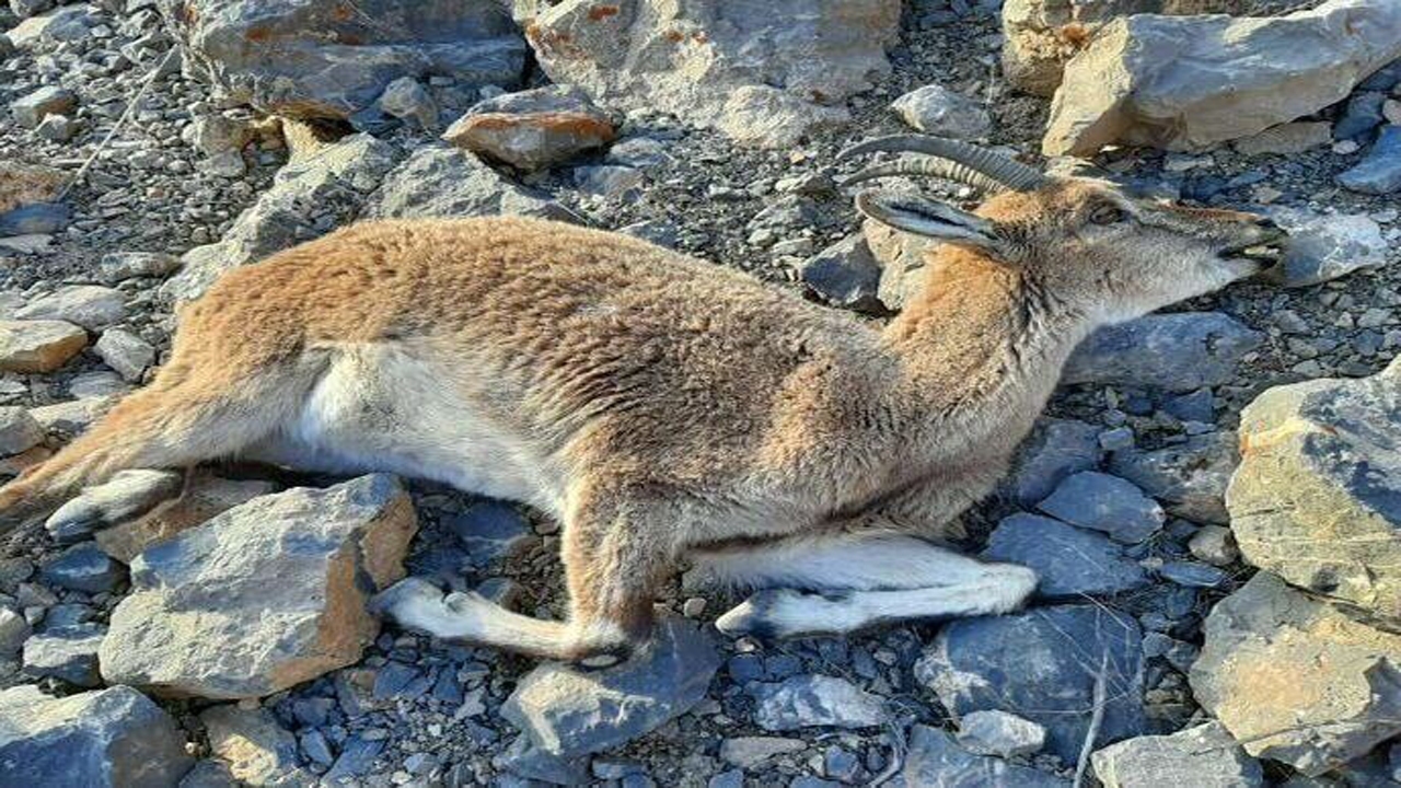 افزایش تلفات طاعون نشخوارکنندگان در شمال