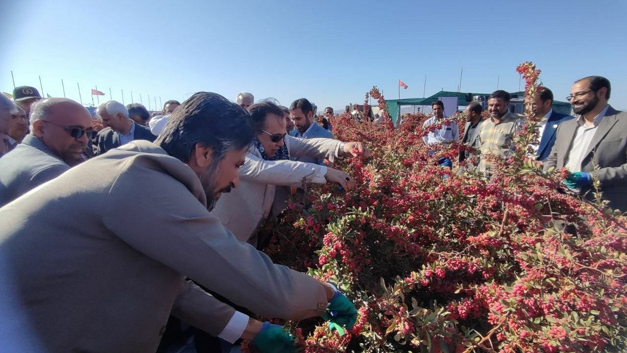 جشن برداشت زرشک در روستای مهمویی برگزار شد