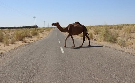 شتر&zwnj;
